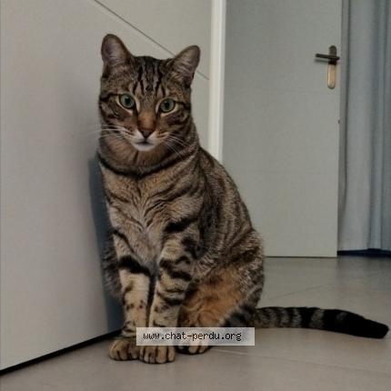 Photo de chat perdu à Saint Martin D Heres