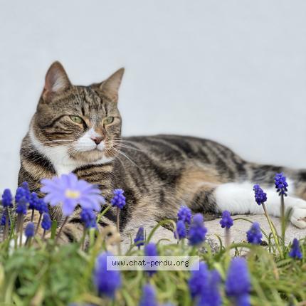 Photo 1/1 Zako Chat perdu à Rainvillers