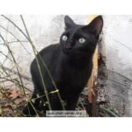Photo 1/1 Chat retrouvé Perdu à Marseille