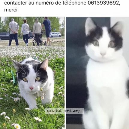 Photo de chat perdu à Saint Andre De Cubzac