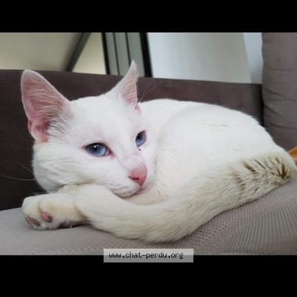 Photo de chat perdu à Salome