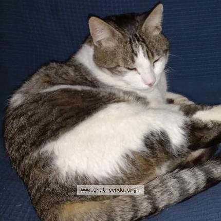 Photo de chat perdu à Le Pian Medoc