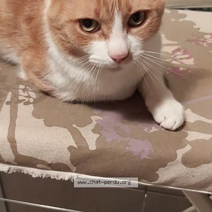 Photo de chat perdu à Chaligny