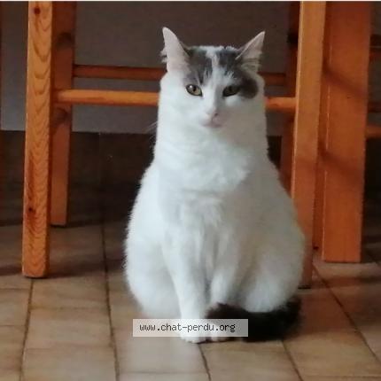 Photo 2/2 Chat retrouvé Perdu à Saint Palais Sur Mer