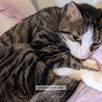 Photo de chat perdu à Saint Laurent Du Pont