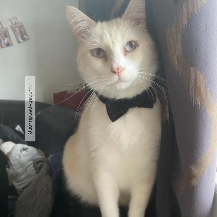 Photo de chat perdu à Ozoir La Ferriere