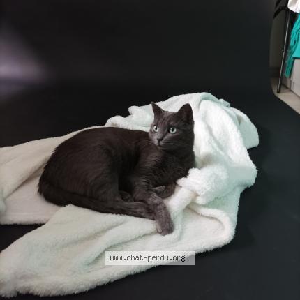Photo de chat perdu à Venissieux