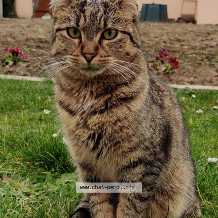 Photo de chat perdu à Nogent Le Rotrou