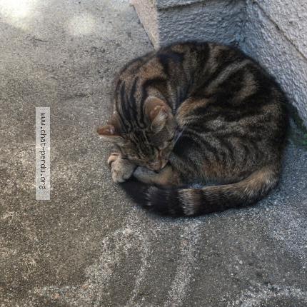 Photo 1/1 Mulan Chat perdu à Billere