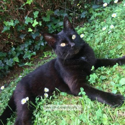 Photo 1/1 Chat retrouvé Perdu à Saint Savin