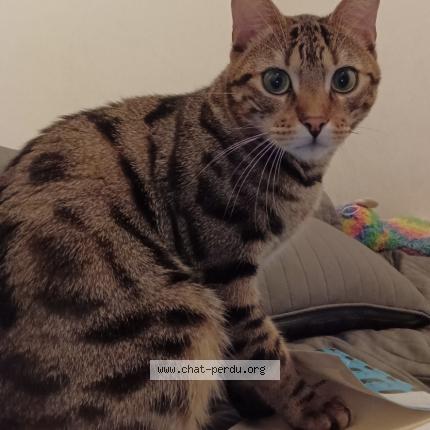 Photo 1/1 Chat retrouvé Perdu à Paris