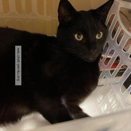 Photo 1/1 Pompon Chat perdu à Vandoeuvre les nancy