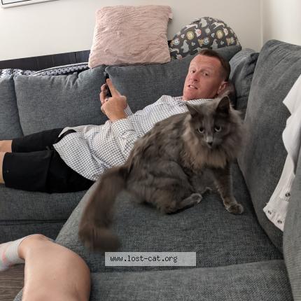 Photo 1/1 Chat retrouvé Perdu à Edmonton