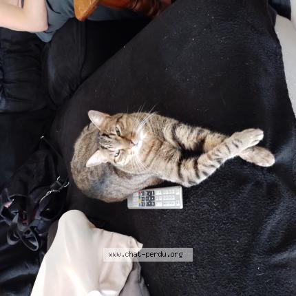 Photo de chat perdu à Villette De Vienne