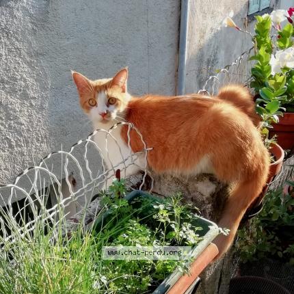 Photo 1/1 Chat retrouvé Perdu à Chateauneuf De Grasse