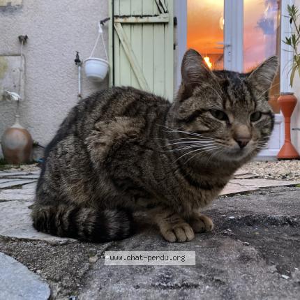 Photo 1/1 Chat retrouvé Trouvé à Bourges