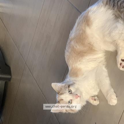 Photo 1/1 Chat retrouvé Perdu à Ingersheim