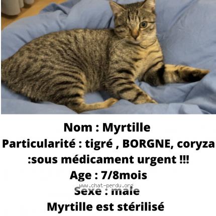 Photo 1/1 Chat retrouvé Perdu à Halluin