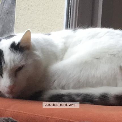 Photo de chat perdu à Bouffignereux