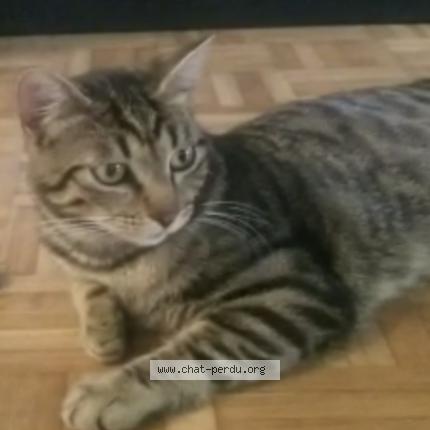 Photo 1/1 Chat retrouvé Perdu à Toulouse
