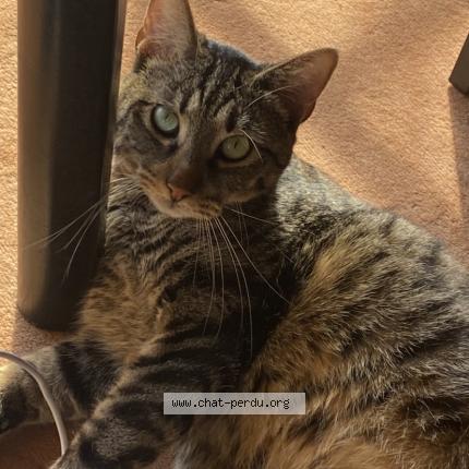 Photo 1/1 Chat retrouvé Perdu à Boulogne Billancourt