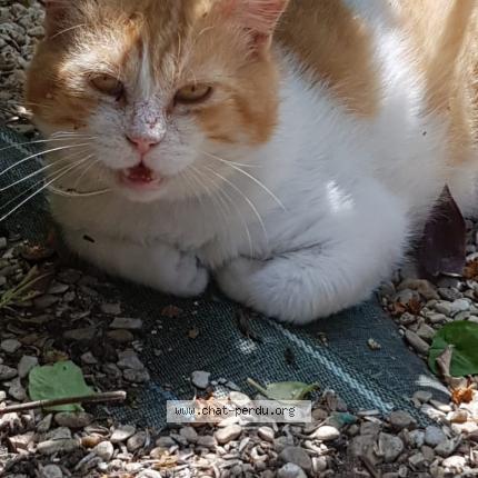 Photo 1/1 Chat retrouvé Perdu à Jarnac