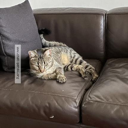 Photo 1/1 Chat retrouvé Perdu à Bordeaux