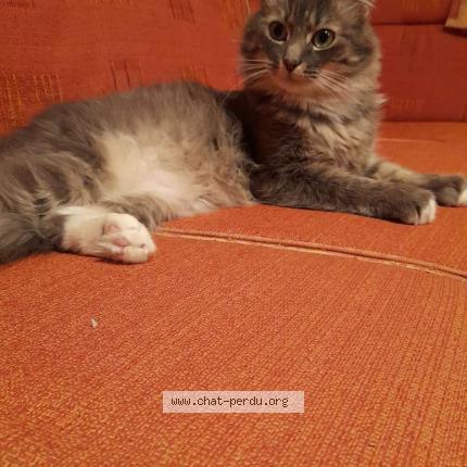 Photo 1/1 Chat retrouvé Perdu à Geveze