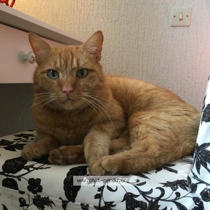 Photo 1/1 Chat retrouvé Perdu à Fresnes En Woevre