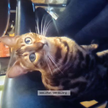 Photo de chat perdu à Perpignan