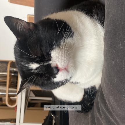 Photo 1/1 Chat retrouvé Perdu à Villeurbanne