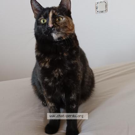 Photo 1/1 Chat retrouvé Perdu à Peage de roussillon