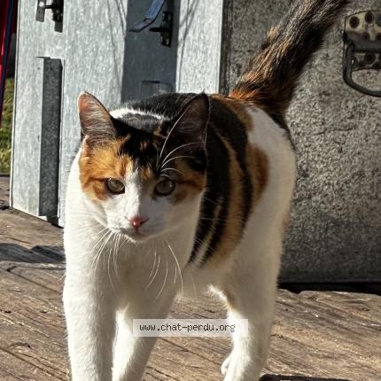 Photo 1/2 Chat retrouvé Perdu à Saint Denis De Pile