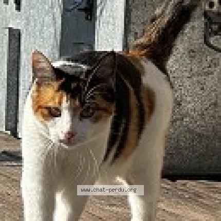 Photo 2/2 Chat retrouvé Perdu à Saint Denis De Pile