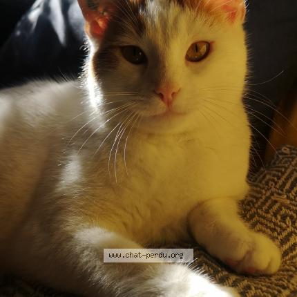 Photo 1/1 Chat retrouvé Perdu à St Chaptes