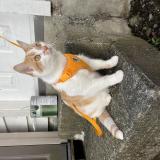 Photo de chat perdu à Vancouver