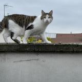 Photo de chat perdu à Reims