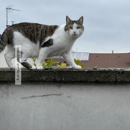 Photo 1/1 Chat retrouvé Perdu à Reims