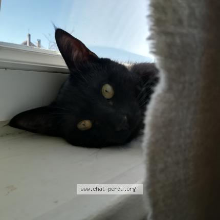 Photo de chat perdu à Ifs