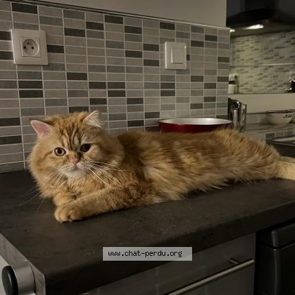 Photo de chat perdu à Le Merzer