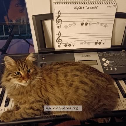 Photo 1/1 Snickers Chat perdu à Saint laurent de mure