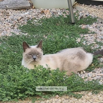 Photo de chat perdu à Perpignan