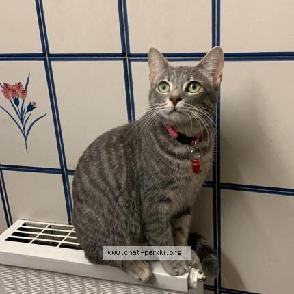 Photo de chat perdu à Livry Gargan