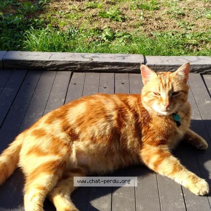 Photo de chat perdu à Chabeuil