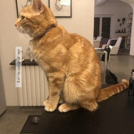 Photo de chat perdu à Avignon