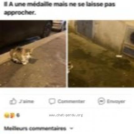 Photo 1/1 Chat retrouvé Trouvé à Paris