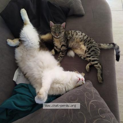 Photo de chat perdu à Le Cres