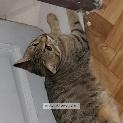 Photo de chat perdu à Paris