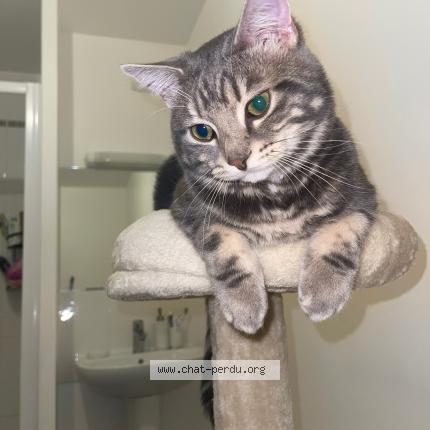 Photo de chat perdu à Goussainville