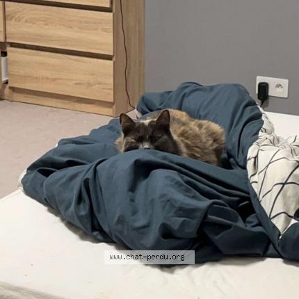 Photo de chat perdu à Tergnier